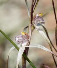 Caladenia dimidia