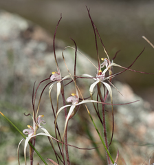 Caladenia dimidia