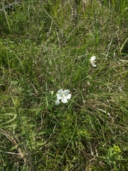 Callirhoe alcaeoides