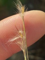 Schizachyrium gracile