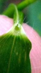 Dichanthelium dichotomum