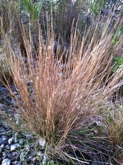 Schizachyrium gracile