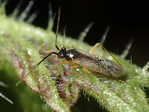 Mecomma antennata