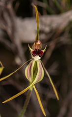 Caladenia longiclavata