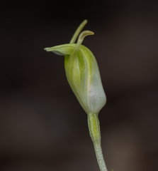 Pterostylis ectypha