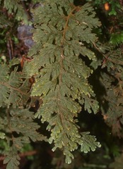 Hymenophyllum frankliniae