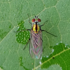 Plagioneurus univittatus