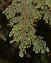 Hymenophyllum frankliniae