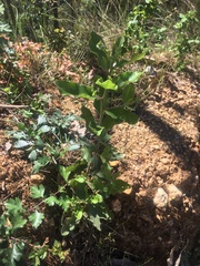 Escallonia pulverulenta