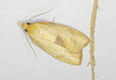 Cenopis mesospila