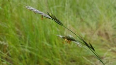 Bromus carinatus