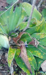 Chlorophytum crispum