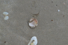 Acanthocardia aculeata