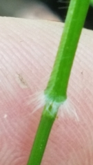 Dichanthelium dichotomum