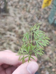 Kadenia dubia