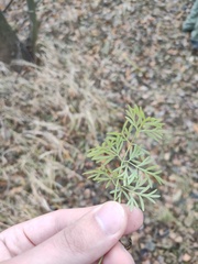Kadenia dubia