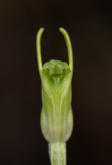 Pterostylis ectypha