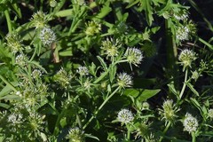Acicarpha tribuloides
