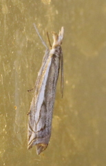 Raphiptera argillaceellus