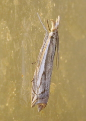 Raphiptera argillaceellus