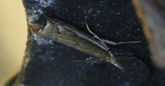 Raphiptera argillaceellus