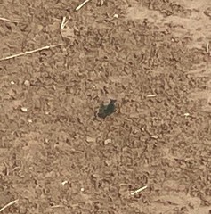 Cicindela obsoleta obsoleta