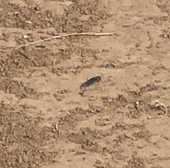 Cicindela obsoleta obsoleta