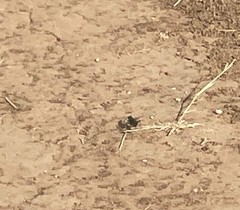 Cicindela obsoleta obsoleta