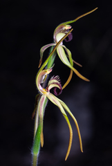 Caladenia longiclavata