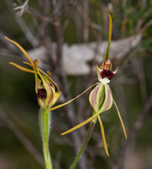 Caladenia longiclavata
