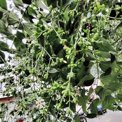 Nyctanthes arbor-tristis