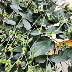 Nyctanthes arbor-tristis