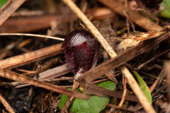 Corybas recurvus
