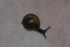 Morlina glabra