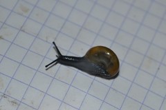 Morlina glabra