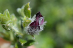 Amphithalea rostrata