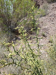 Hualania colletioides