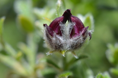 Amphithalea rostrata