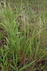 Agrostis eriantha