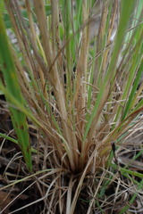 Agrostis eriantha