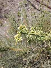 Hualania colletioides