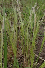 Agrostis eriantha