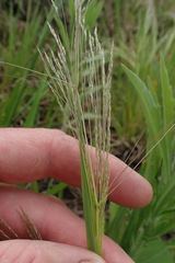 Agrostis eriantha