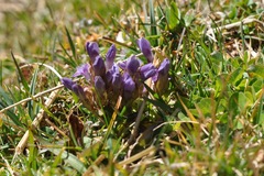 Gentianella campestris