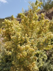Atriplex crenatifolia