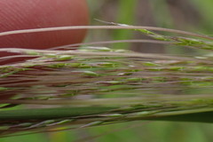 Agrostis eriantha