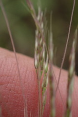 Agrostis eriantha