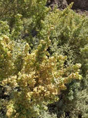 Atriplex crenatifolia