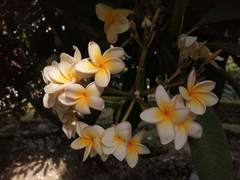 Plumeria