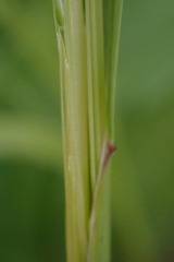 Agrostis eriantha